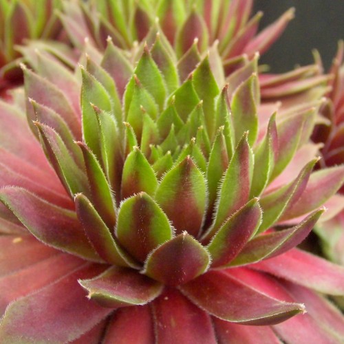 Sempervivum 'Tordeurs Memory' - Mägisibul 'Tordeurs Memory'